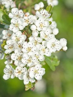 A perfectly detailed Hawthorn blossom photographed on the garden, When Should You Cut Back Hawthorn Trees?