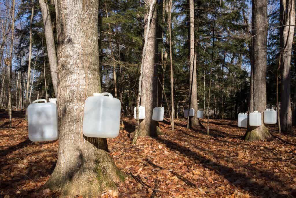 A plantation of maple tree with white jugs on the trunks for collecting maple sap
