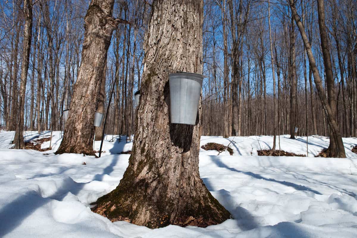 A water bucket hanged on the side of a maple tree catching maple sap