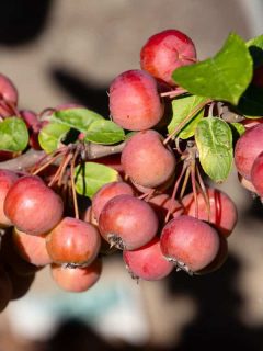 An up close photo of a crabapple photographed on a sunny day, 7 Best Fertilizers For Crabapple Trees