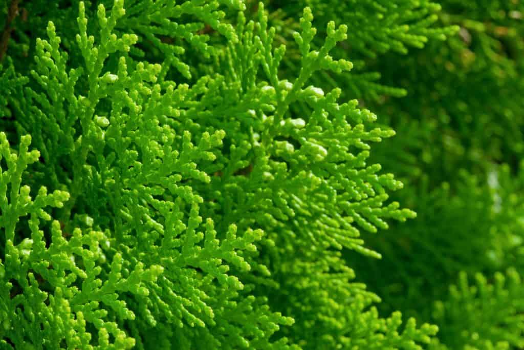 An up close photo of an arborvitae plant