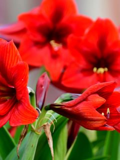 Beautiful fully bloomed Amaryllis photographed on the garden, Should You Deadhead Amaryllis? [And How To] 