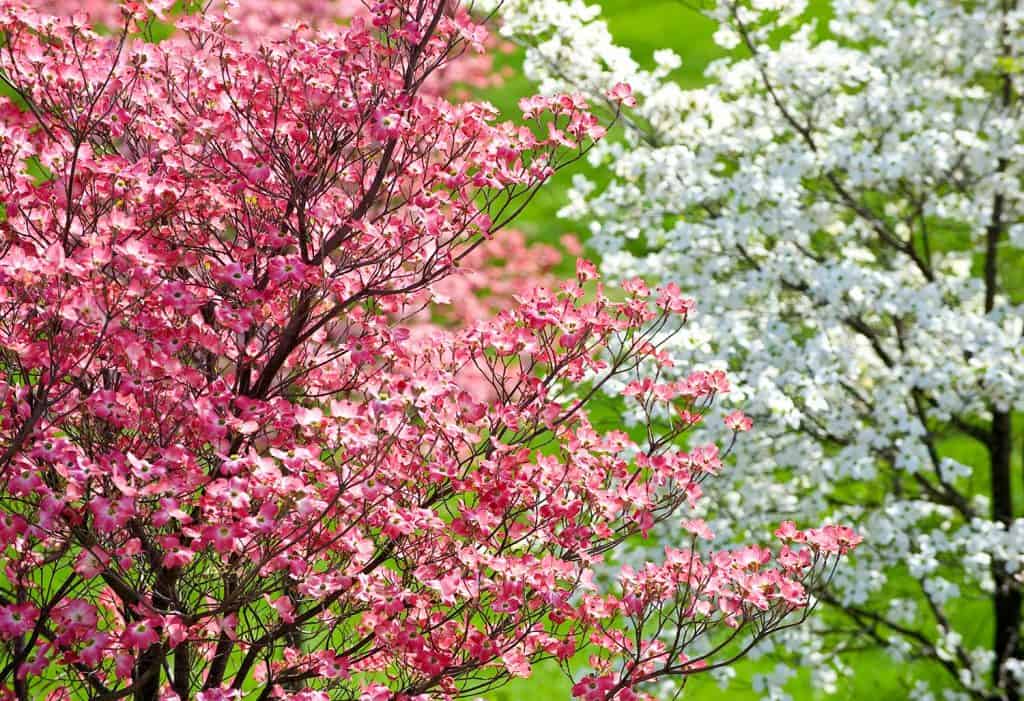 Beautiful springtime dogwood trees with pink blossoms