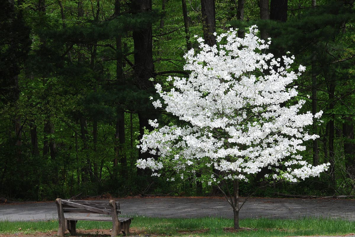 Blooming Tree in Spring 