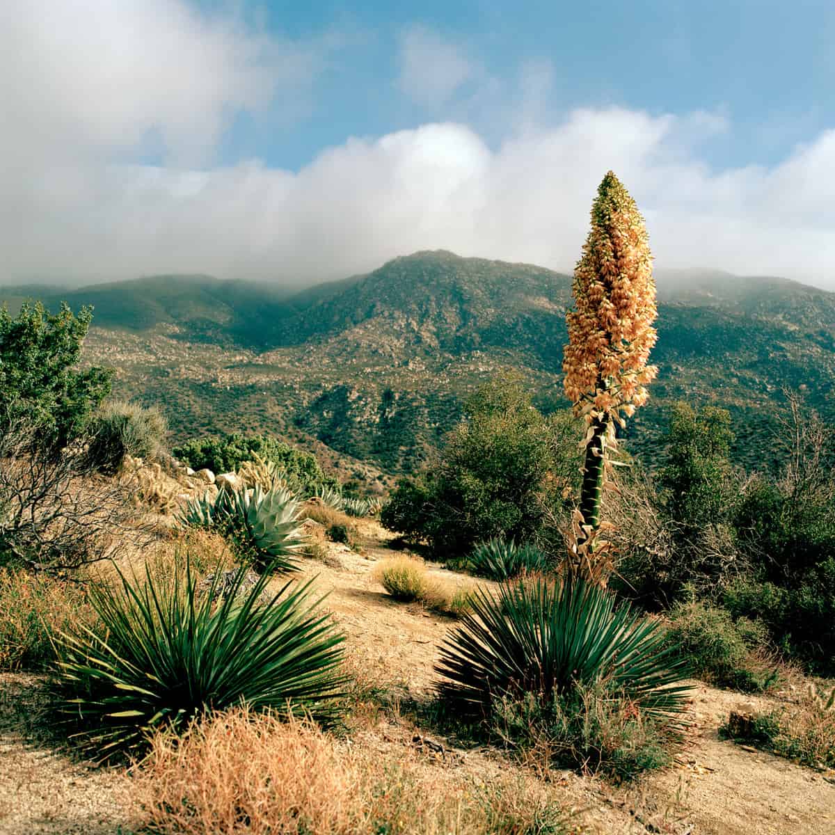 Blooming Yucca Above Palm Desert, California 
