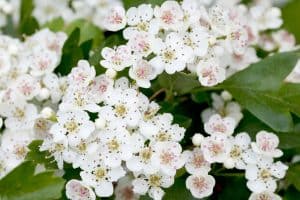 Read more about the article Hawthorn Tree Not Flowering – What To Do?