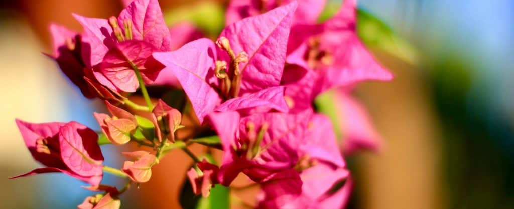 Blurred close up of Magenta bougainvillaea blooming bush with pink flowers. Mediterranean landscape summer concept.