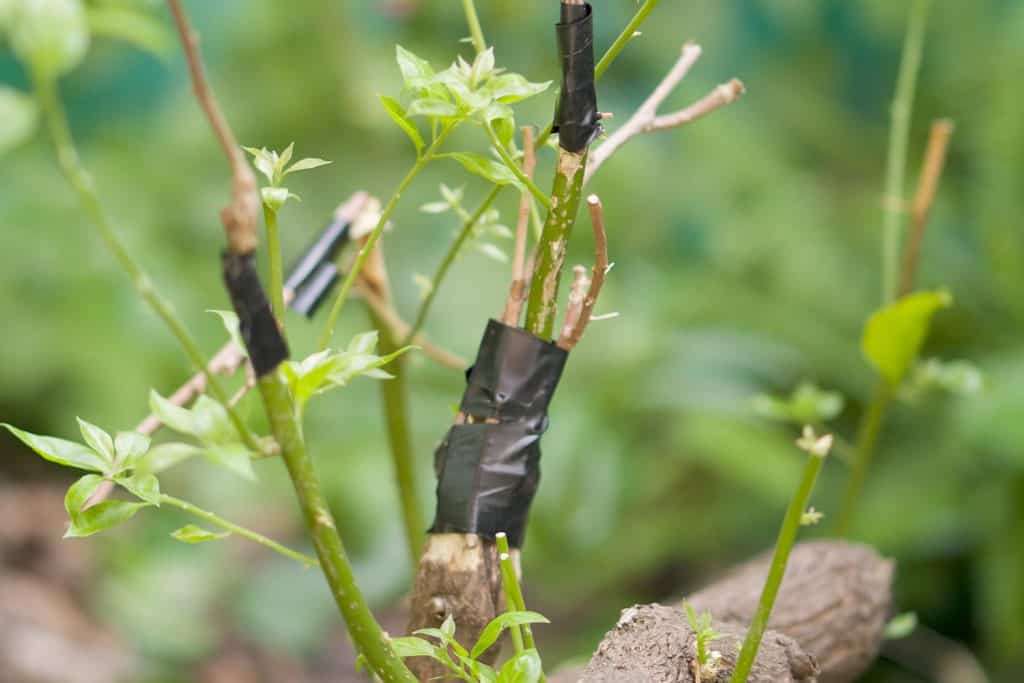 Bougainvillaea graft is wrapped with black scotch tape in the garden.