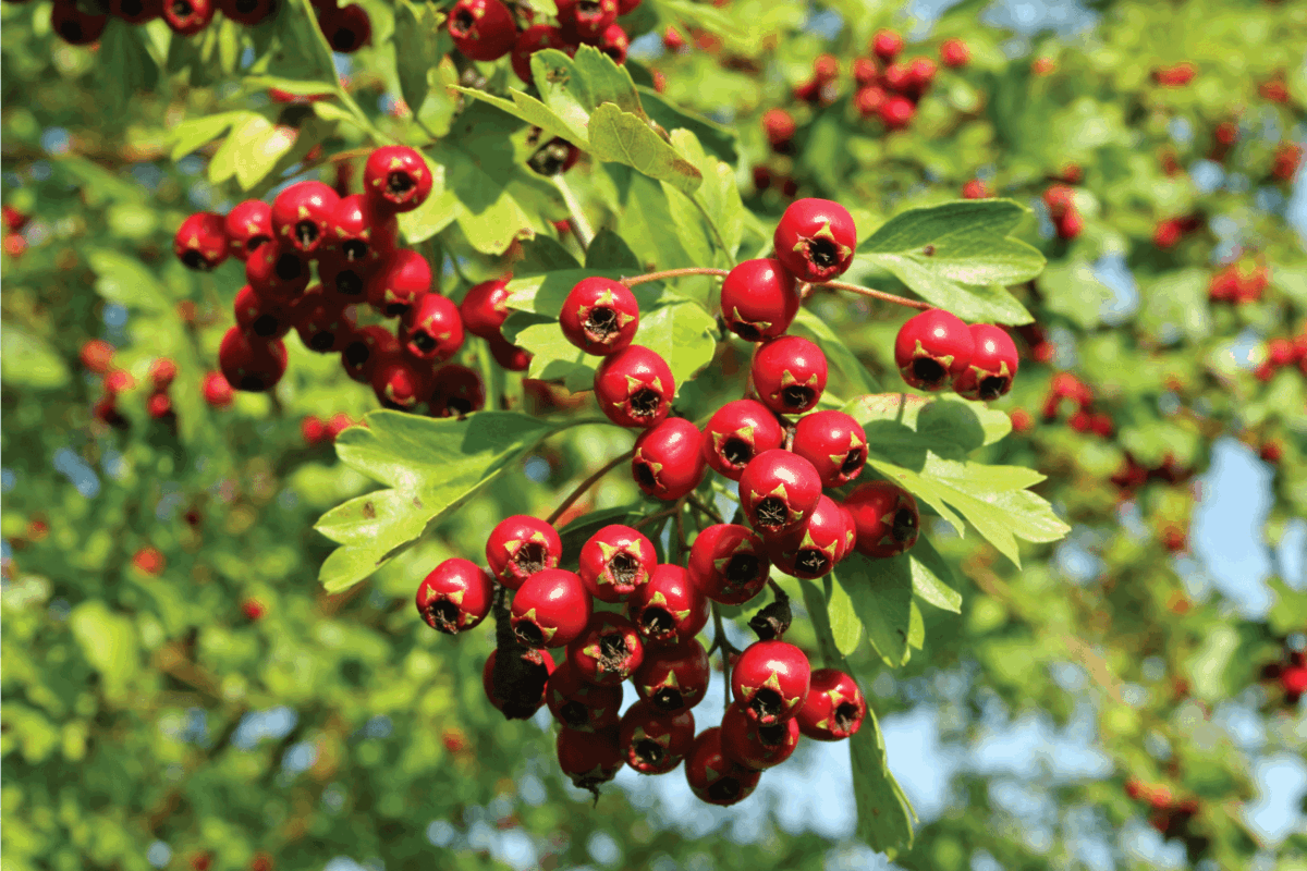 Bunch of red real wild forest hawthorn berries on twigs