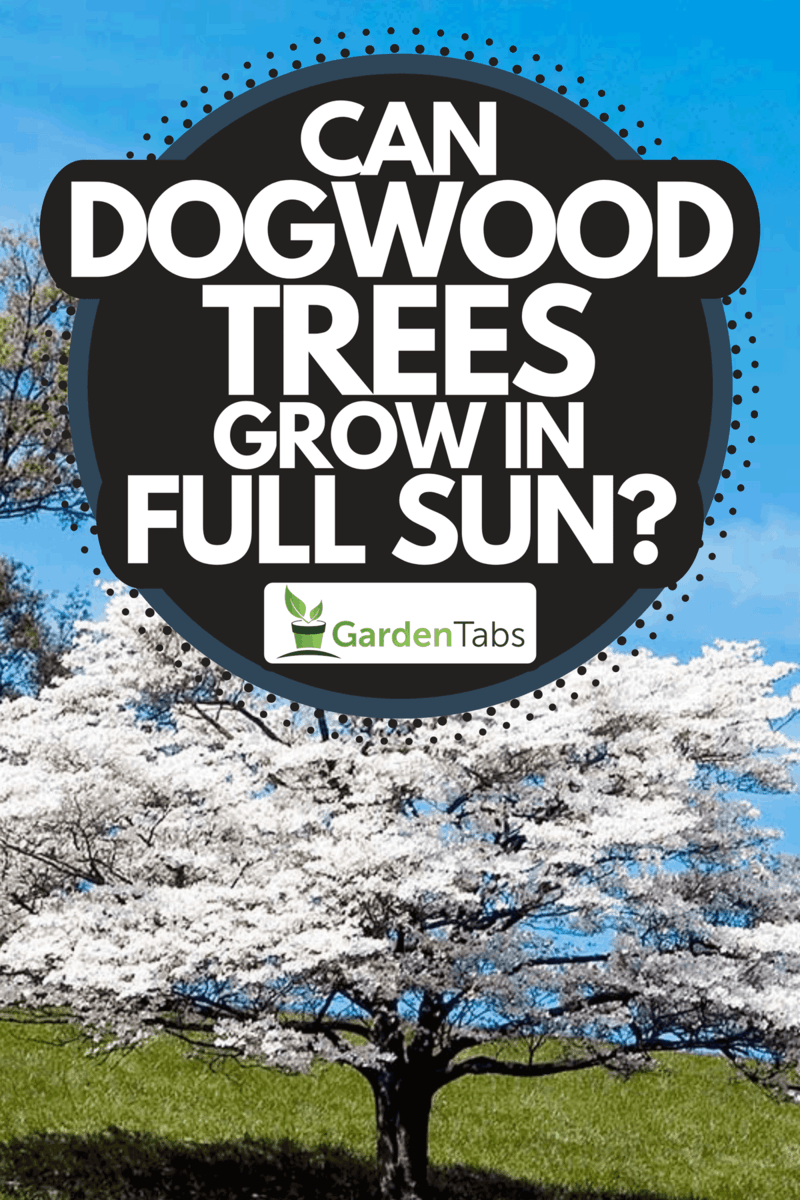 Can Dogwood Trees Grow In Full Sun?