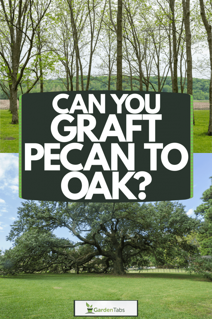 A collaged photo of a pecan tree grafting tools and a huge oak tree, Can You Graft Pecan To Oak?