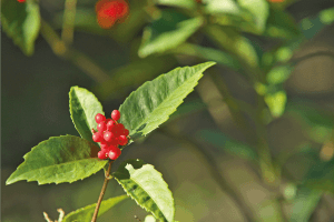Read more about the article How Much Water Does A Holly Tree Need?