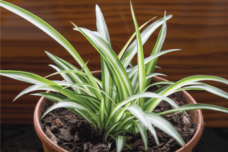 Chlorophytum comosum aka spider plant, airplane plant, St Bernard lily, spider ivy or ribbon plant.  What's The Best Pot For A Spider Plant