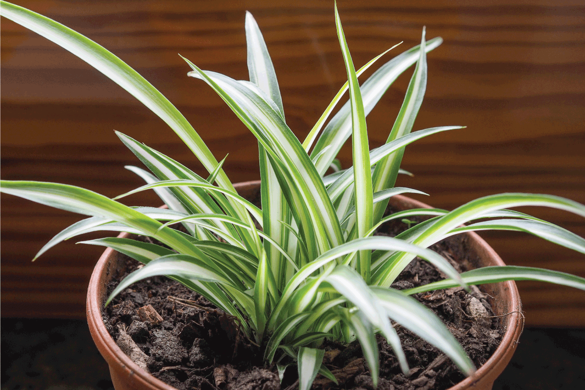 Chlorophytum comosum aka spider plant, airplane plant, St Bernard lily, spider ivy or ribbon plant.  What's The Best Pot For A Spider Plant