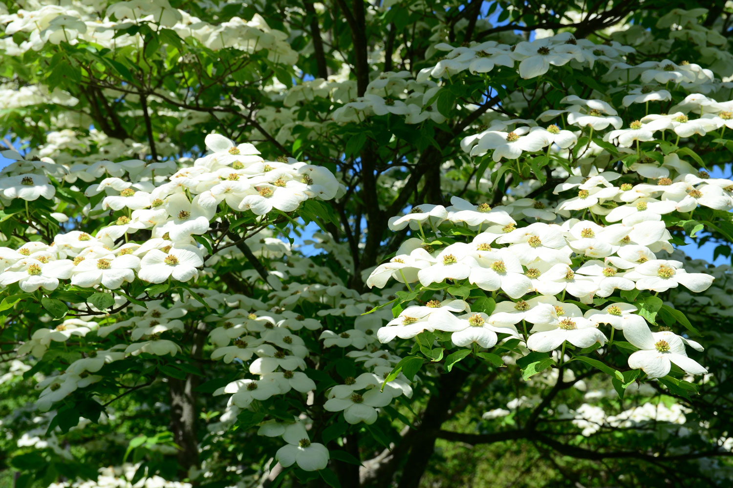 Close up dogwood tree blossoms 