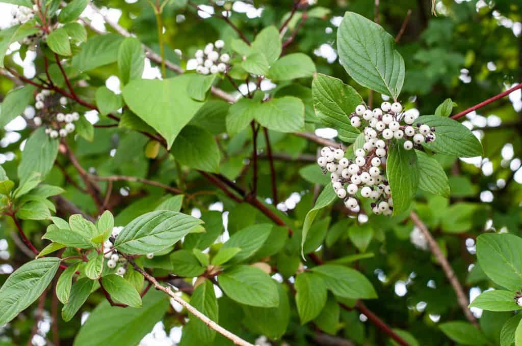 Close-up of white berries of a redtwig dogwood