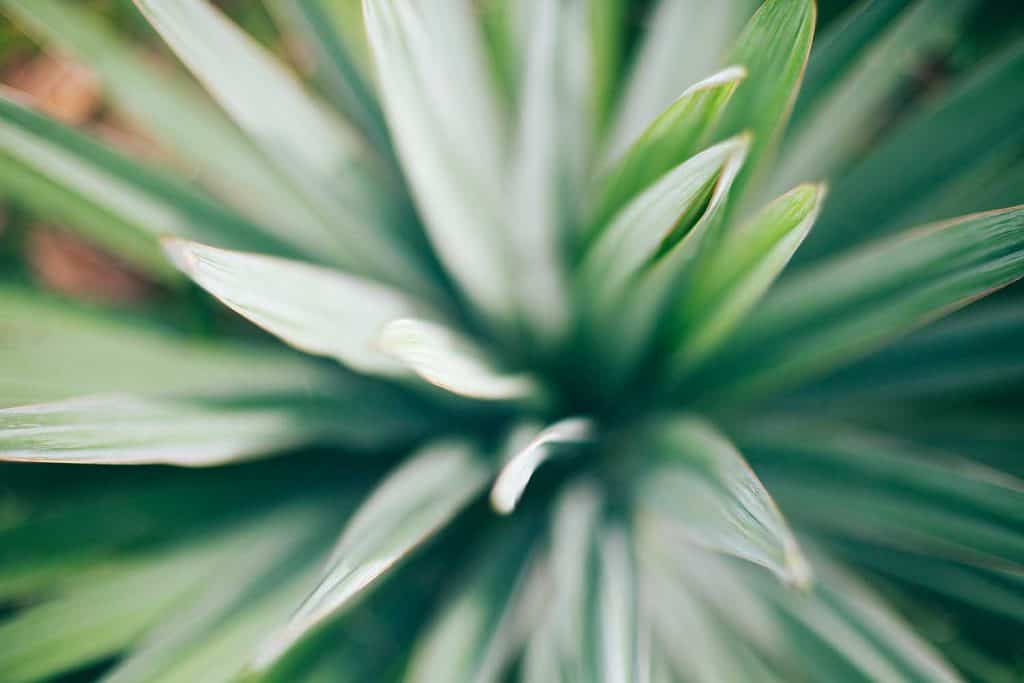 Close-up shot of Yucca plant