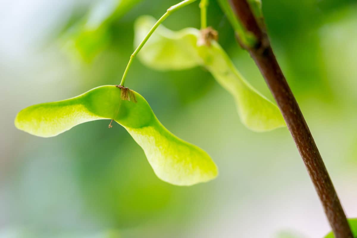 Common maple seed connected to branch in sunny summer day extreme macro realistic shot on blurred green background