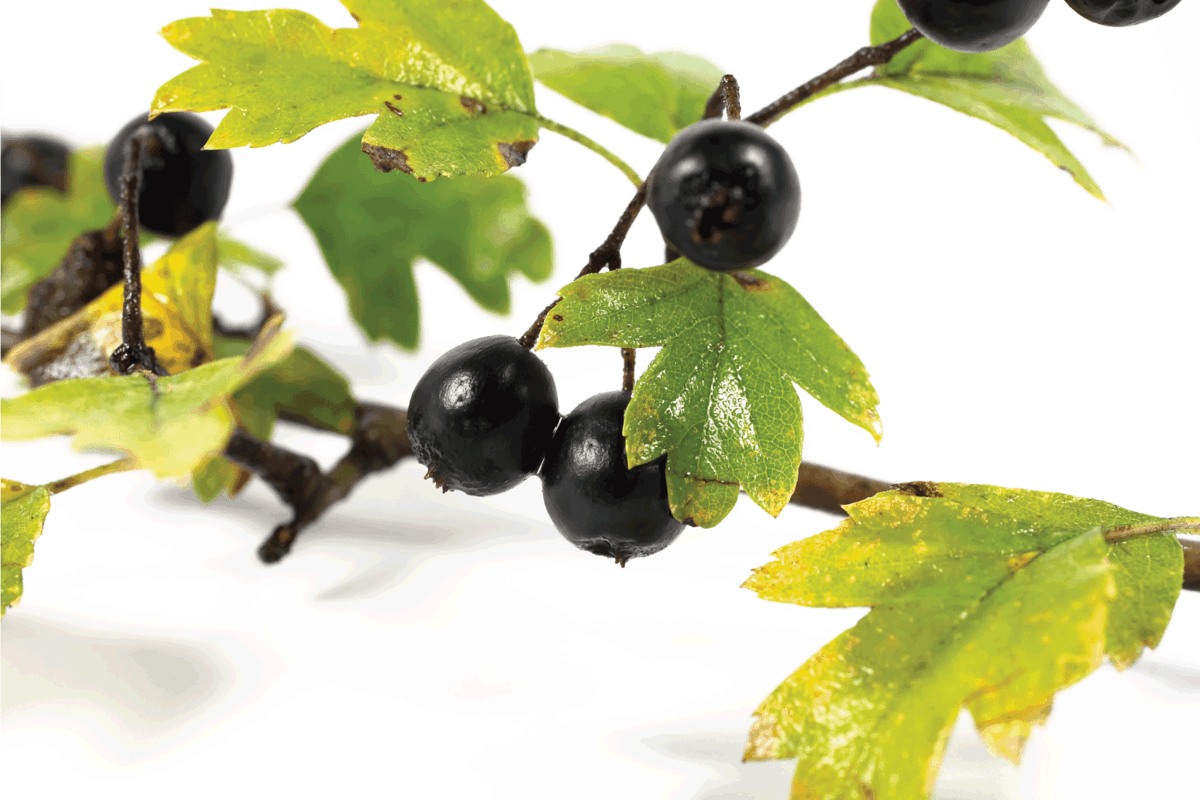 Crataegus pentagyna, also called small-flowered black hawthorn, is a species of hawthorn