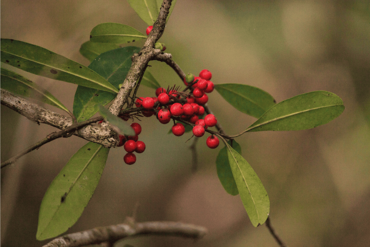 Dahoon Holly berries on a tree that is also called Christmas Berry Ilex cassine in Naples, Florida