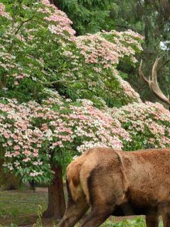 Deer with dogwood tree on the background, Are Dogwood Trees Deer Resistant?