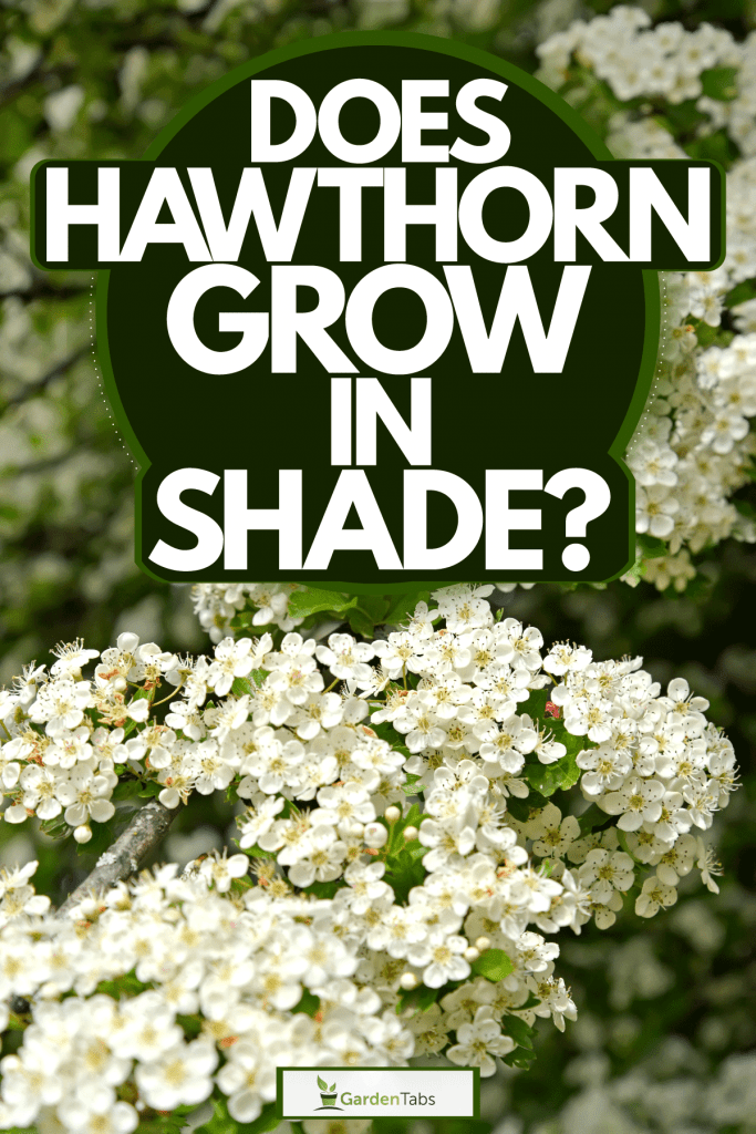The stunning and beautiful blossoming flowers of the Hawthorn tree, Does Hawthorn Grow In Shade?