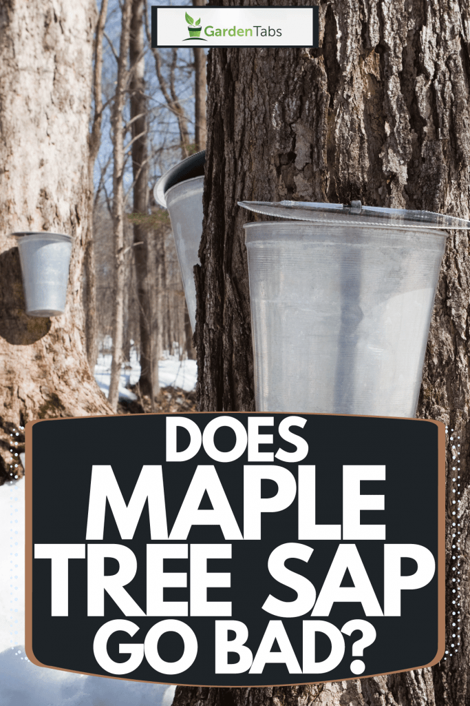 Water buckets attached on maple trees catching maple sap, Does Maple Tree Sap Go Bad?