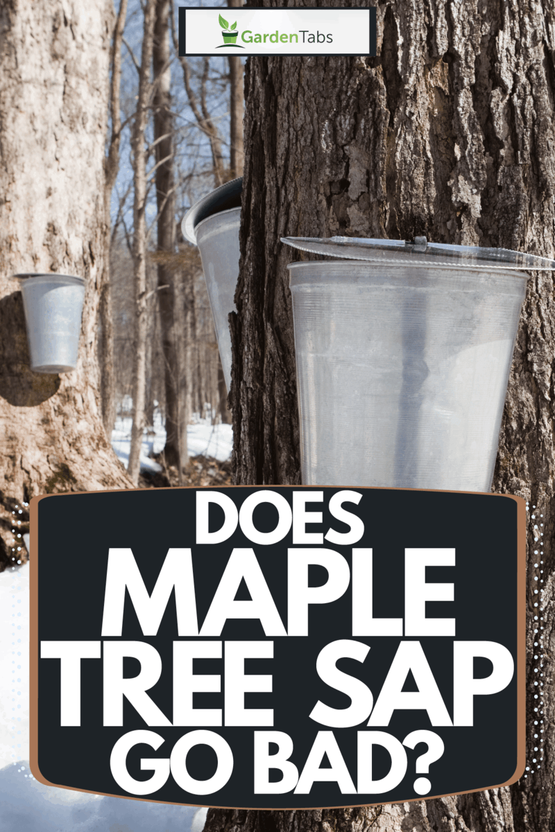 Does Maple Tree Sap Go Bad?