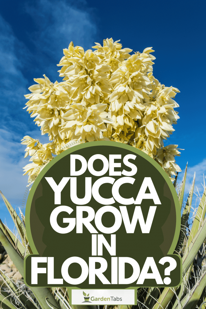 A Mojave yucca planted on the back of the garden with flowers blooming under the blue sky, Does Yucca Grow In Florida?