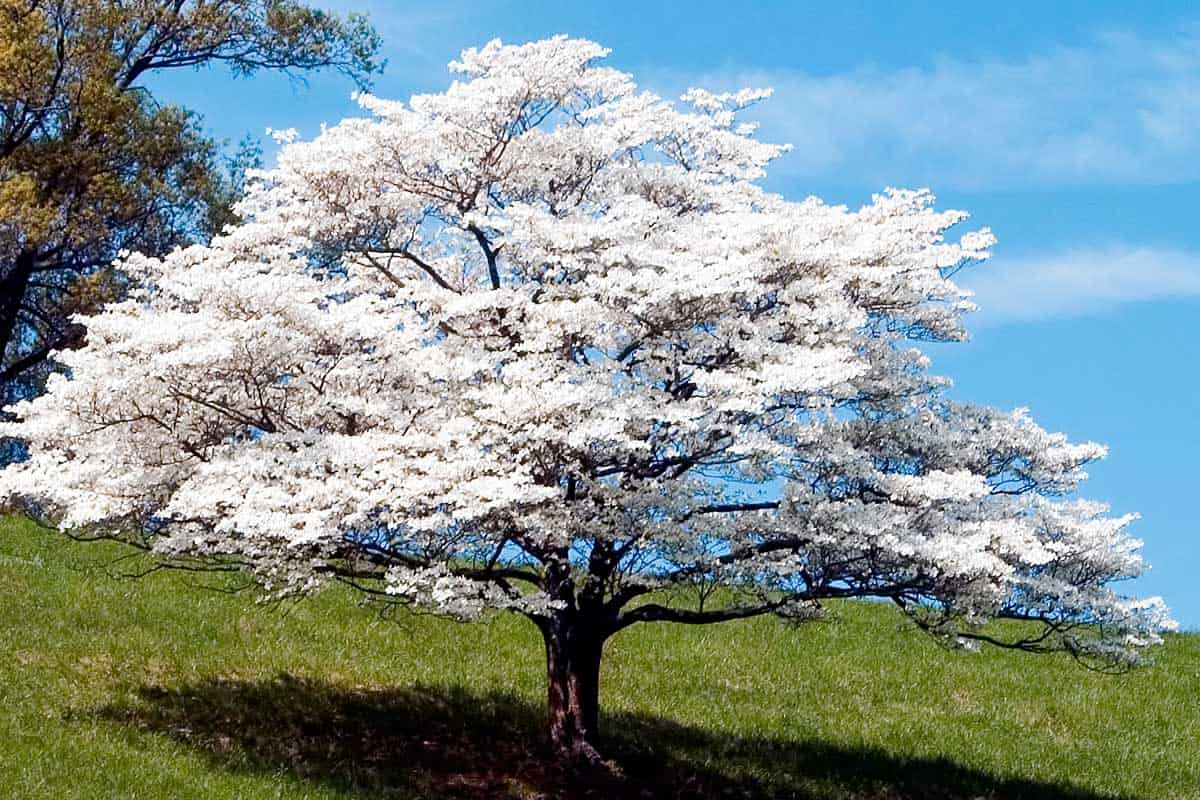 Dogwood tree in full bloom with blue sky on the background, Can Dogwood Trees Grow In Full Sun?