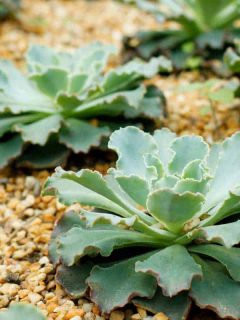 Echeveria 'Blue Waves' at garden by the bay, How To Propagate An Echeveria