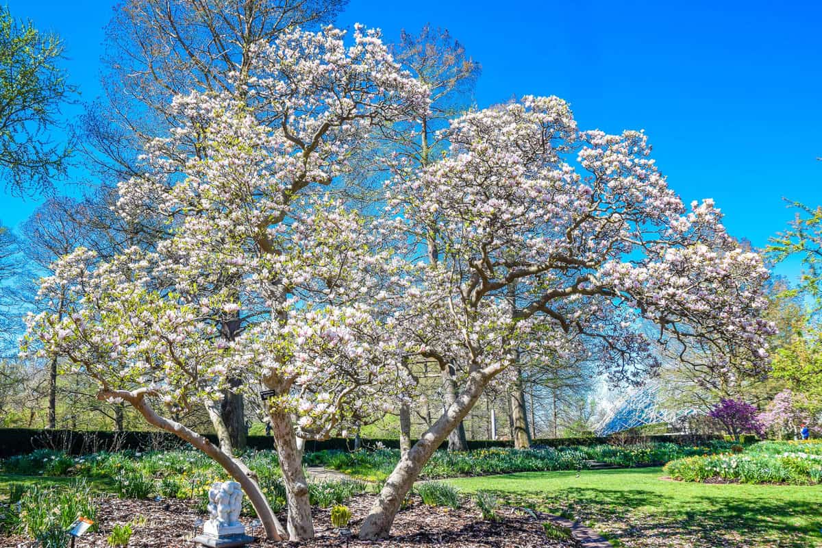 Flowering Dogwood Tree at Missouri Botanical Gardens