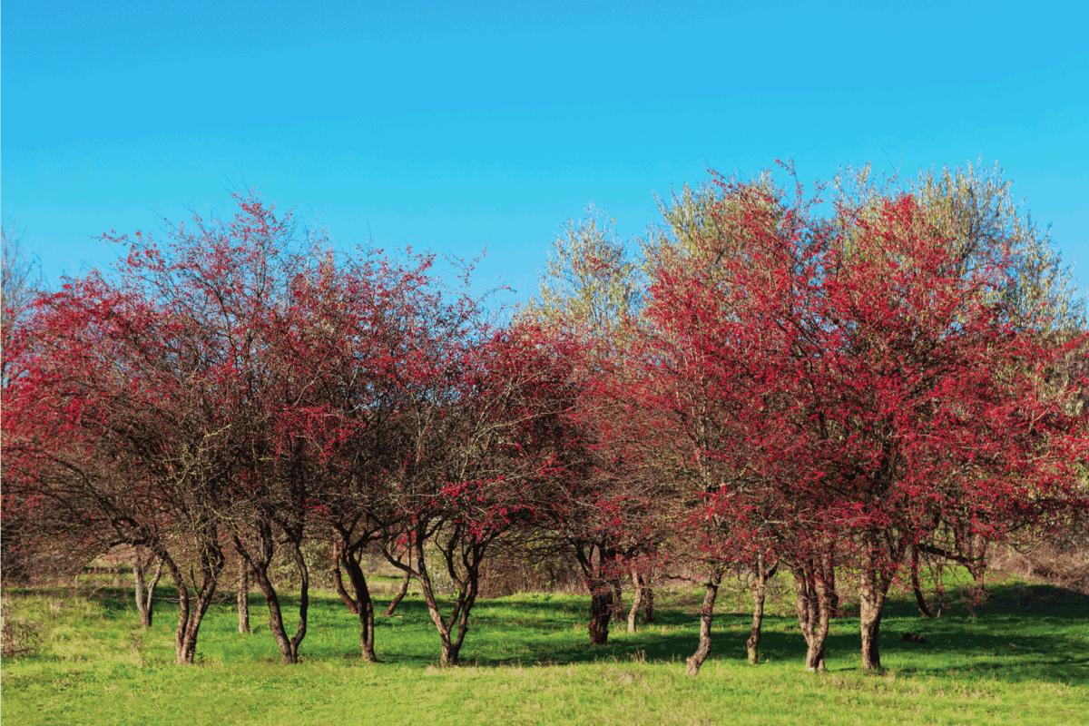 Garden with hawthorn trees . Red berries on the branches in the autumn