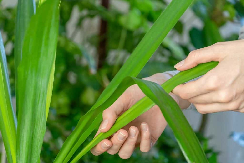 Girl's hand examine the leaves of the Yucca houseplant