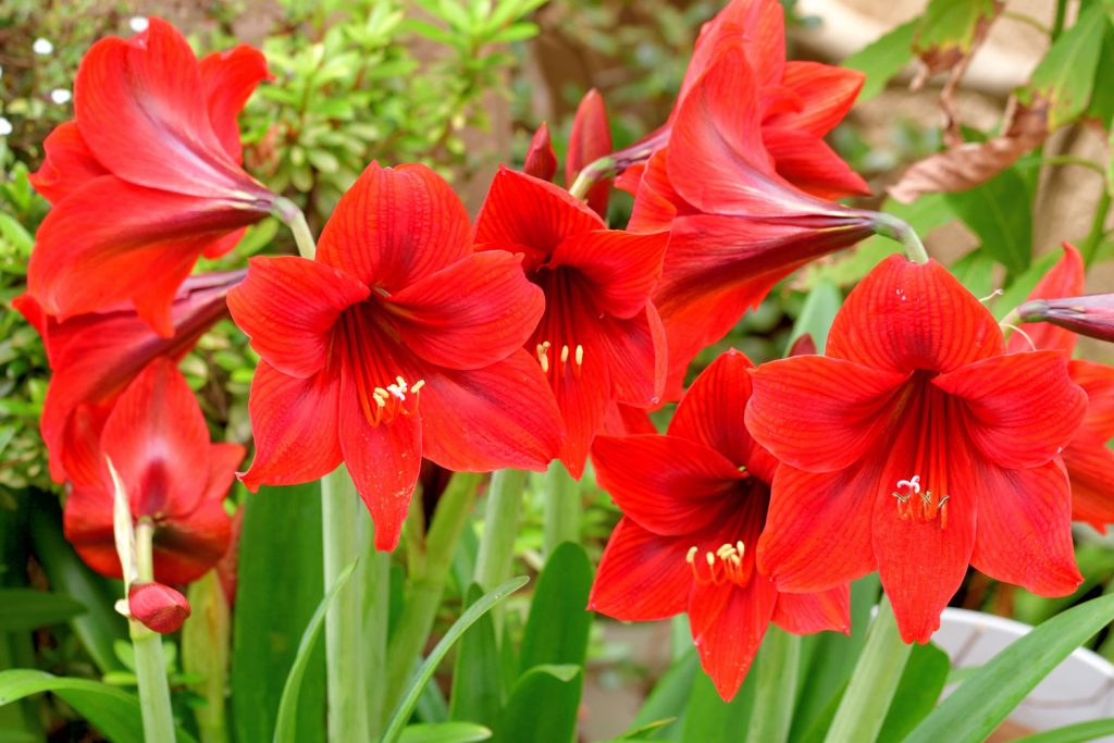 Gorgeous red blooming Amaryllis photographed on a garden