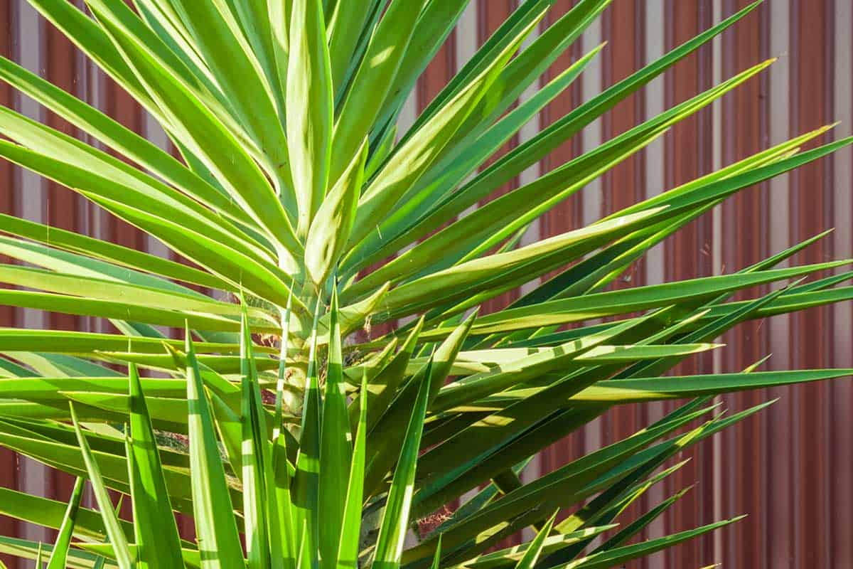 Harshly lit bright green yukka plant with sharp pointed leaves against dark red corrugated metal wall, Should I Repot My Yucca Plant? [And How To Do So]