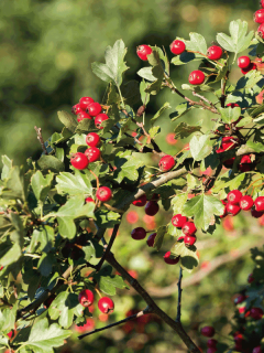 Hawthorn (Crataegus) shrubs with red berries in sunlight. How Far Apart To Plant Hawthorn Shrubs For A Hedge