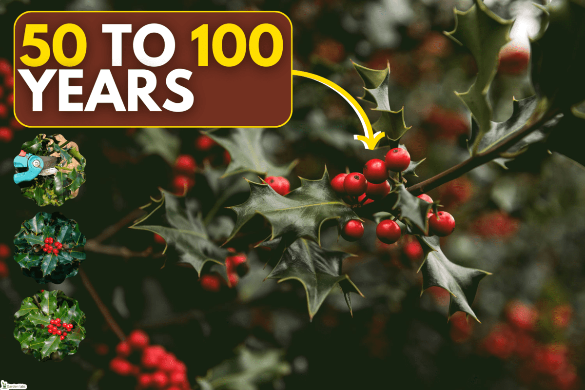 Holly Bush Tree, 7 Of The Best Fertilizers For Holly Bushes [And How To Use It]