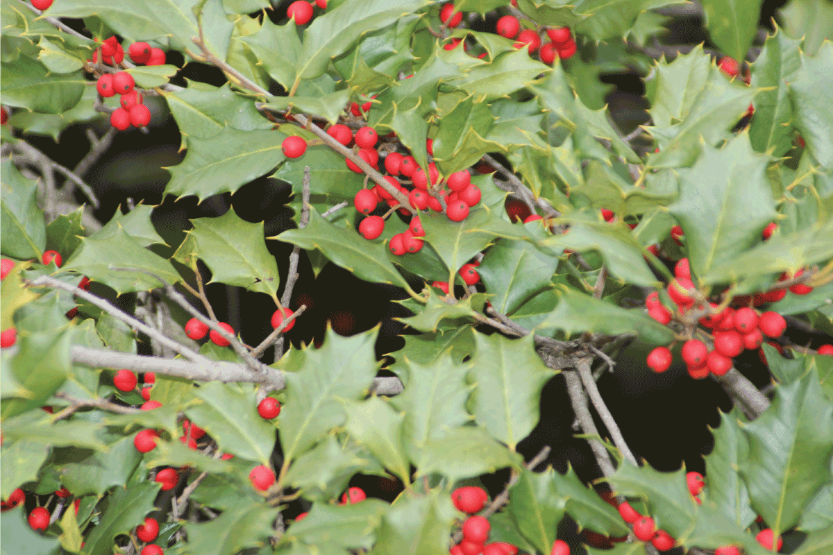 Holly Tree American bearing berries, 7 of the Best Fertilizers For Holly Bushes And How To Use It