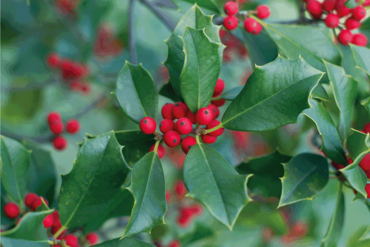 Holly and Berries on it's tree close up