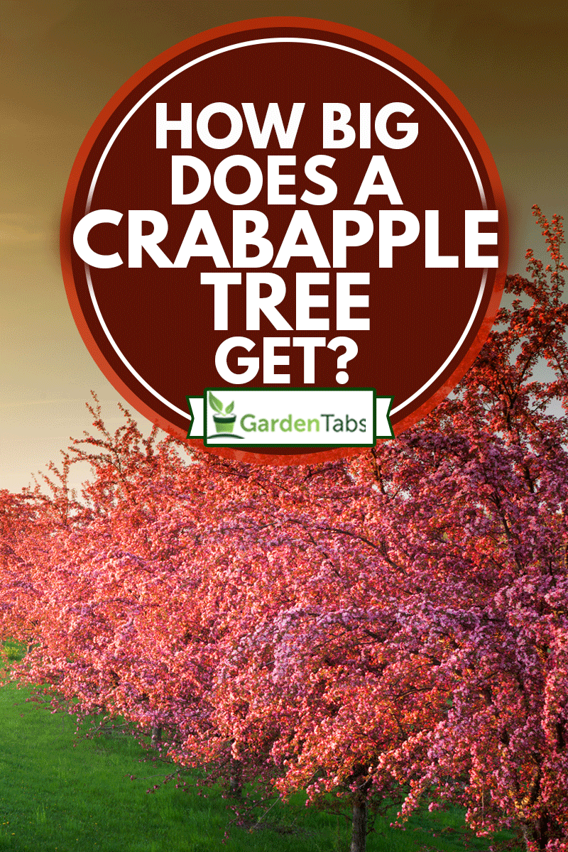 Spring colors ignite with radiant flowering crabapple trees along a quaint rural gravel road in Minnesota, How Big Does A Crabapple Tree Get?