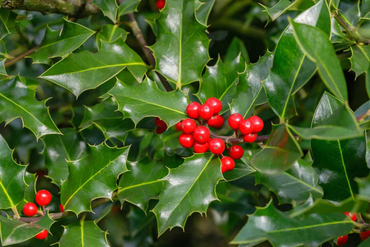 Ilex aquifolium or Christmas holly. Holly green foliage with matures red berries. Green leaves and red berry Christmas holly, close up 