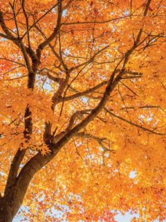Japanese colorful maple in autumn. How Long Do Maple Trees Live [By Type Of Maple]
