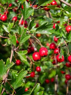 Lots of hawthorn berries on the branches of the Hawthorn tree, How Long Do Hawthorn Trees Live?