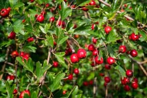 Read more about the article How Long Do Hawthorn Trees Live?