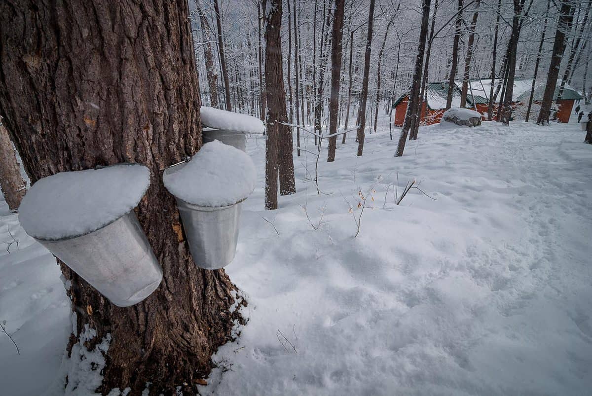 Maple syrup buckets and a sugar shack in a fresh fallen snow covered woods