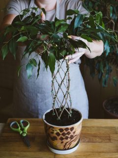 Methods and patterns of weaving ficus Benjamina at home. Woman weaves Stems of houseplant, How To Braid A Weeping Fig Tree (Ficus Benjamina)