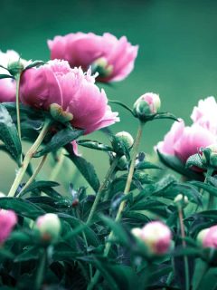 Newly bloomed purple peonies photographed on the garden, 10 Types Of Purple Peonies To Know