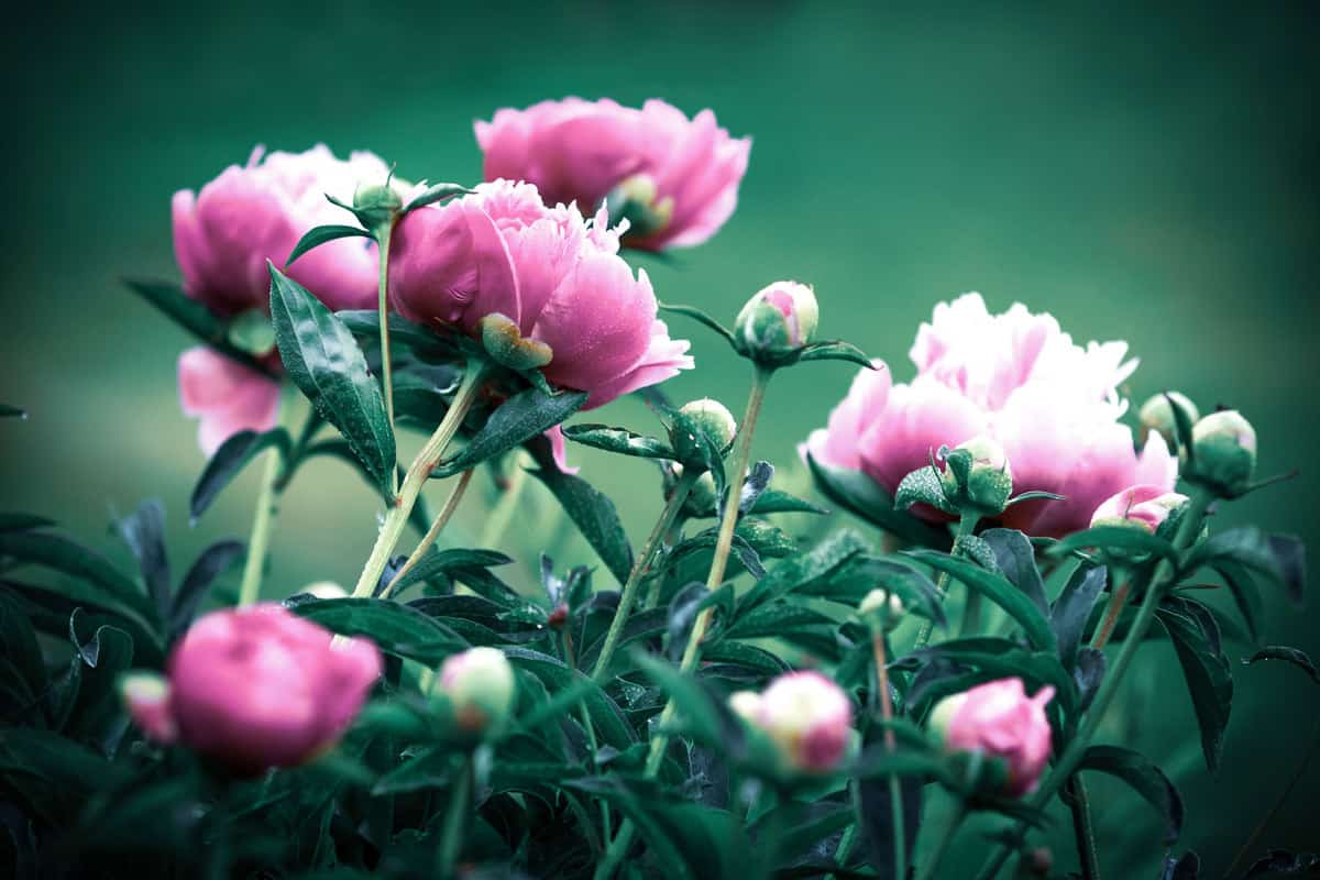 Newly bloomed purple peonies photographed on the garden, 10 Types Of Purple Peonies To Know