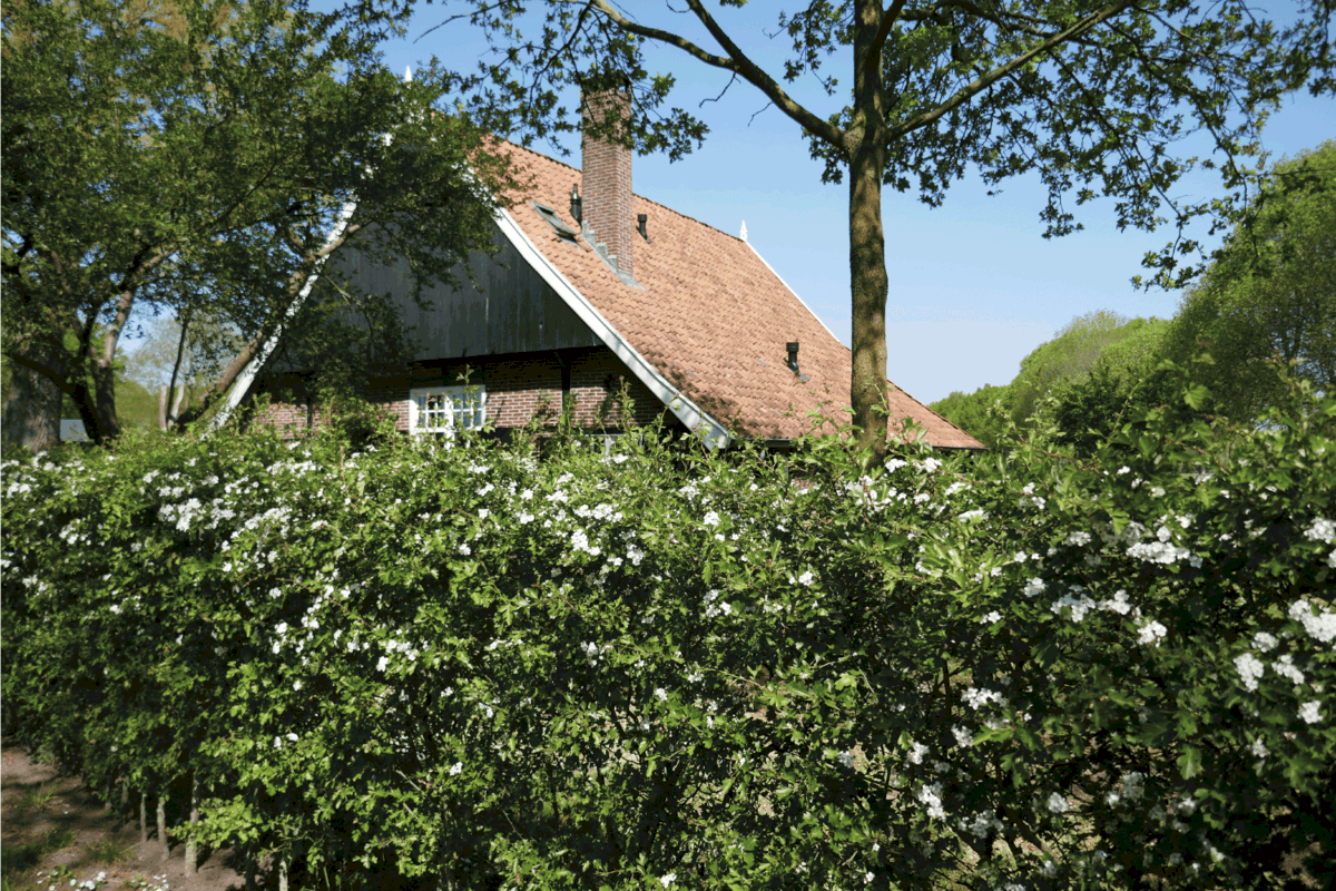 Old farm house partially hidden behind flowering hawthorn hedge
